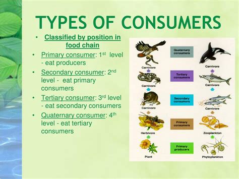 Types of Consumer Guides