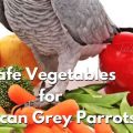 Check If F10 African Grey Food Is Authentic