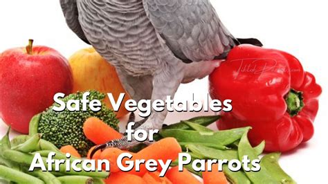 Check If F10 African Grey Food Is Authentic