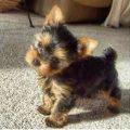 Check If Merrick Teacup Yorkie Blend Is Real