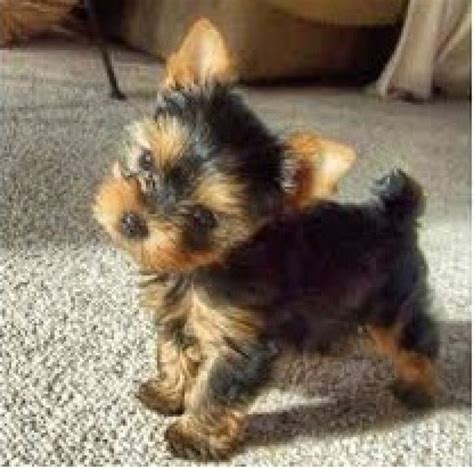 Check If Merrick Teacup Yorkie Blend Is Real