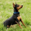 Check If Nulo Miniature Pinscher Blend Is Real