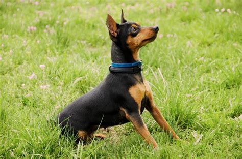 Check If Nulo Miniature Pinscher Blend Is Real