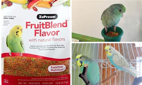 Check If ZuPreem Conure Blend Is Real