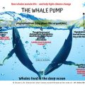 How To Check If Whale Pump Is Real