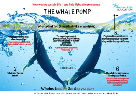 How To Check If Whale Pump Is Real