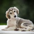 How To Check Merrick Mini Saluki Blend