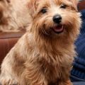 How To Check Nulo Norwich Terrier Blend