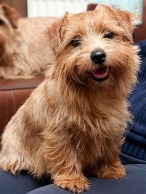 How To Check Nulo Norwich Terrier Blend