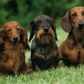 How To Check Royal Mini Dachshund Blend