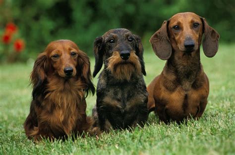 How To Check Royal Mini Dachshund Blend