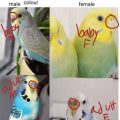 How To Check Versele Budgie Formula