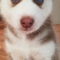 How To Identify Blue Mini Husky Formula