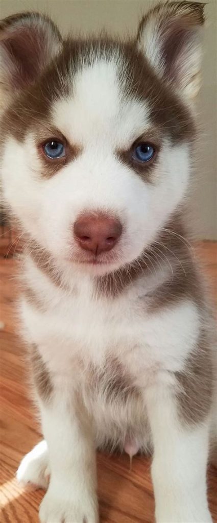 How To Identify Blue Mini Husky Formula