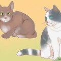 How To Identify Genuine Bad Cat