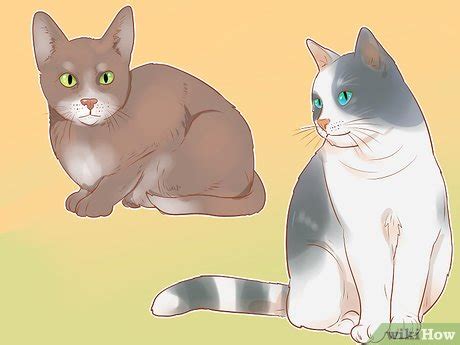 How To Identify Genuine Bad Cat