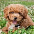 How To Identify Hills Toy Poodle Blend