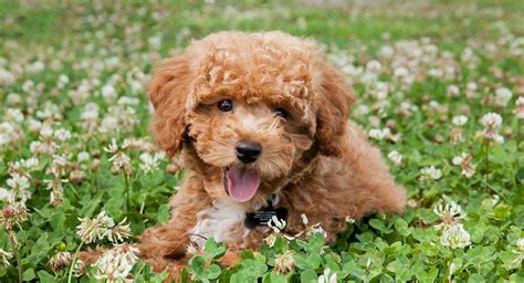 How To Identify Hills Toy Poodle Blend