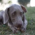 How To Identify Hills Toy Weimaraner Recipe