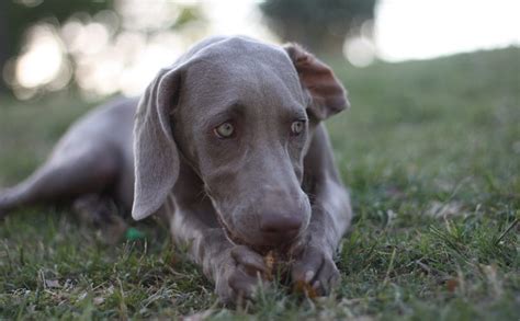 How To Identify Hills Toy Weimaraner Recipe