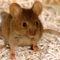 How To Identify JR Farm Mouse Mix