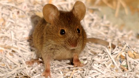 How To Identify JR Farm Mouse Mix