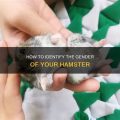 How To Identify Martin Hamster Mix