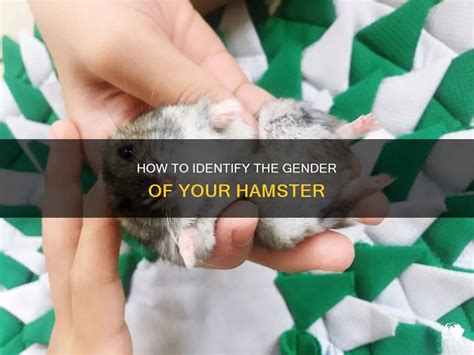 How To Identify Martin Hamster Mix