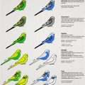 How To Identify Pretty Budgie Mix