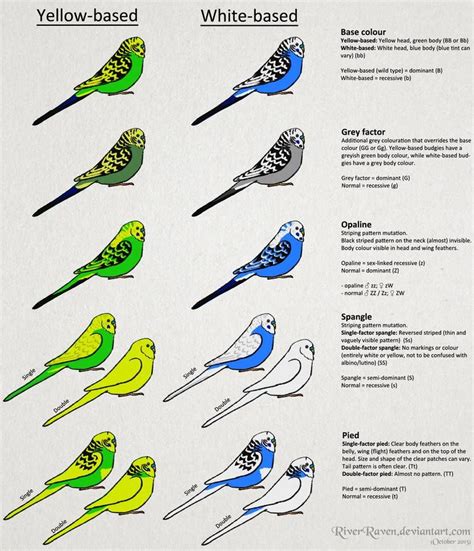 How To Identify Pretty Budgie Mix