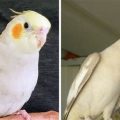 How To Identify Pretty Cockatiel Food