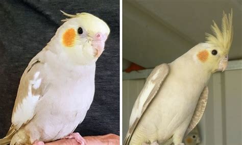 How To Identify Pretty Cockatiel Food