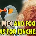 How To Identify Sunseed Finch Mix