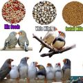 How To Identify Tropican Finch Food