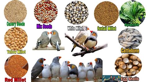 How To Identify Tropican Finch Food