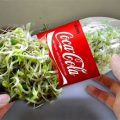 How To Spot Fake Green Sprouts Bottle