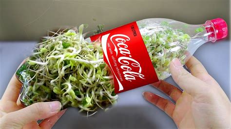 How To Spot Fake Green Sprouts Bottle