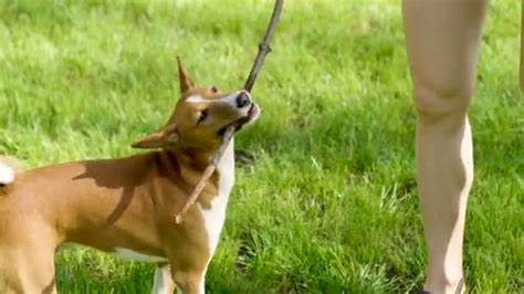 Is My Blue Toy Basenji Food Genuine