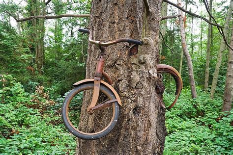 Is My Tree Bike Authentic