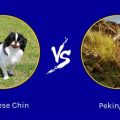 Real Vs Fake Hills Japanese Chin Food