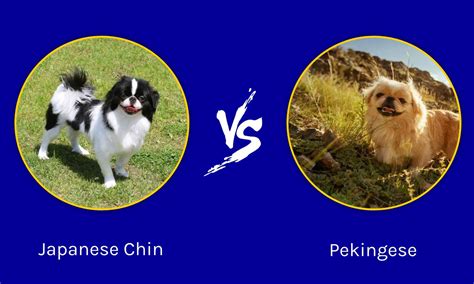 Real Vs Fake Hills Japanese Chin Food