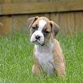 Real Vs Fake Merrick Mini Boxer Mix