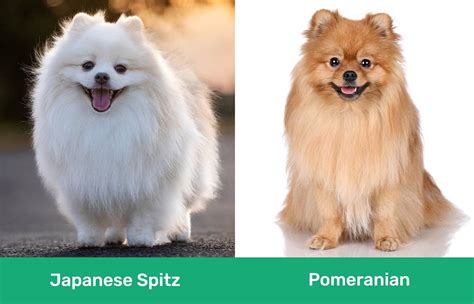 Real Vs Fake Nutro Japanese Spitz Food