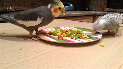 Real Vs Fake Paradise Cockatiel Food