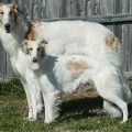 Real Vs Fake Purina Mini Borzoi Mix