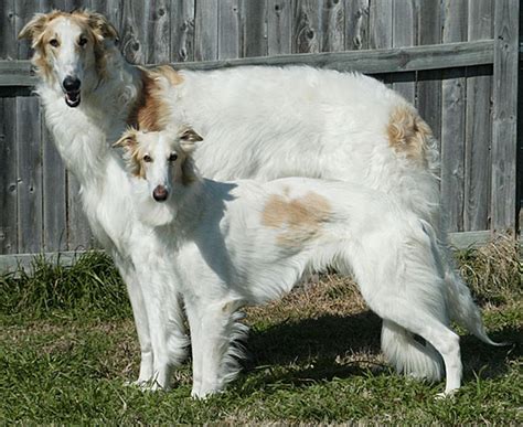 Real Vs Fake Purina Mini Borzoi Mix