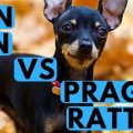 Real Vs Fake Purina Prague Ratter Mix