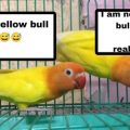 Real Vs Fake Roudybush Lovebird Formula