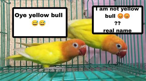 Real Vs Fake Roudybush Lovebird Formula