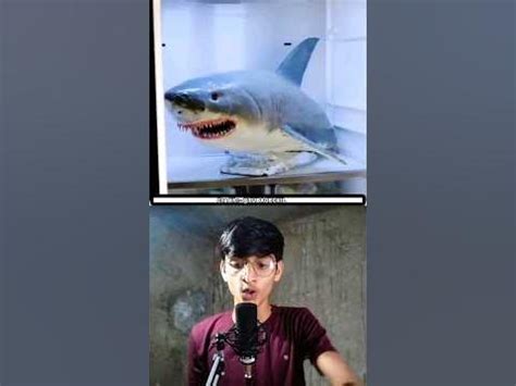 Real Vs Fake Shark RV Guide